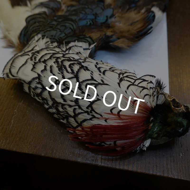 画像2: 【ANGLE】アムハーストフェザント スキン (2)