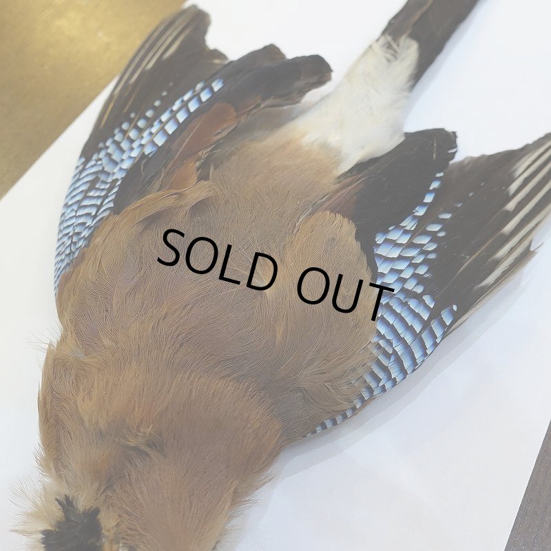 画像4: 【ANGLE】ブルージェイ コンプリート (4)