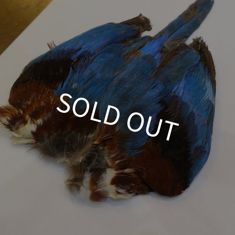 画像2: 【ANGLE】キングフィッシャー コンプリート (2)