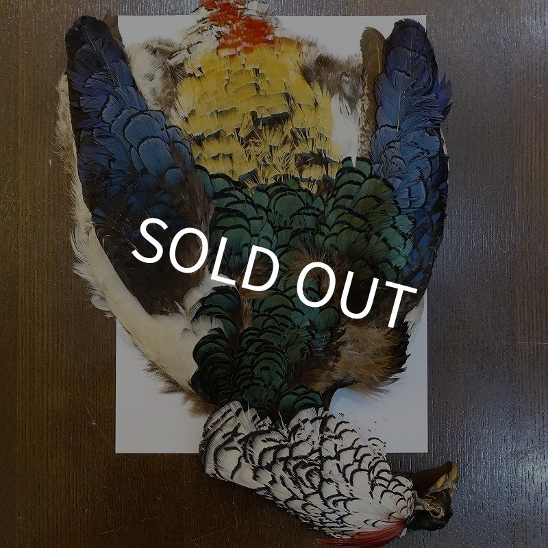 画像1: 【ANGLE】アムハーストフェザント スキン (1)