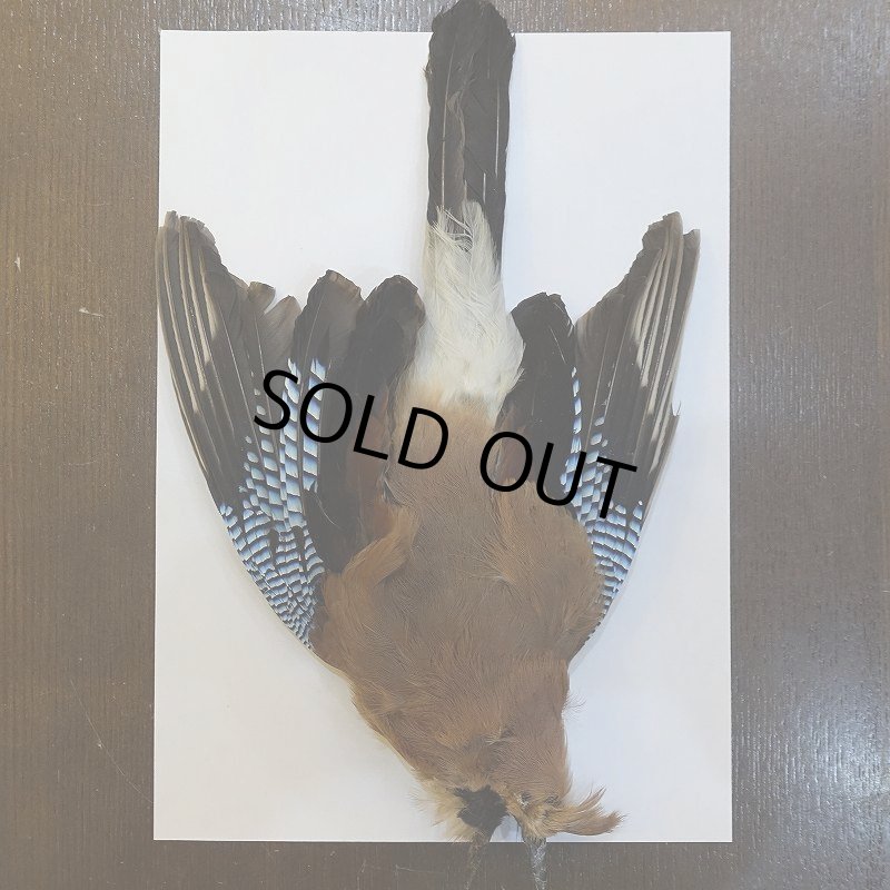 画像1: 【ANGLE】ブルージェイ コンプリート (1)