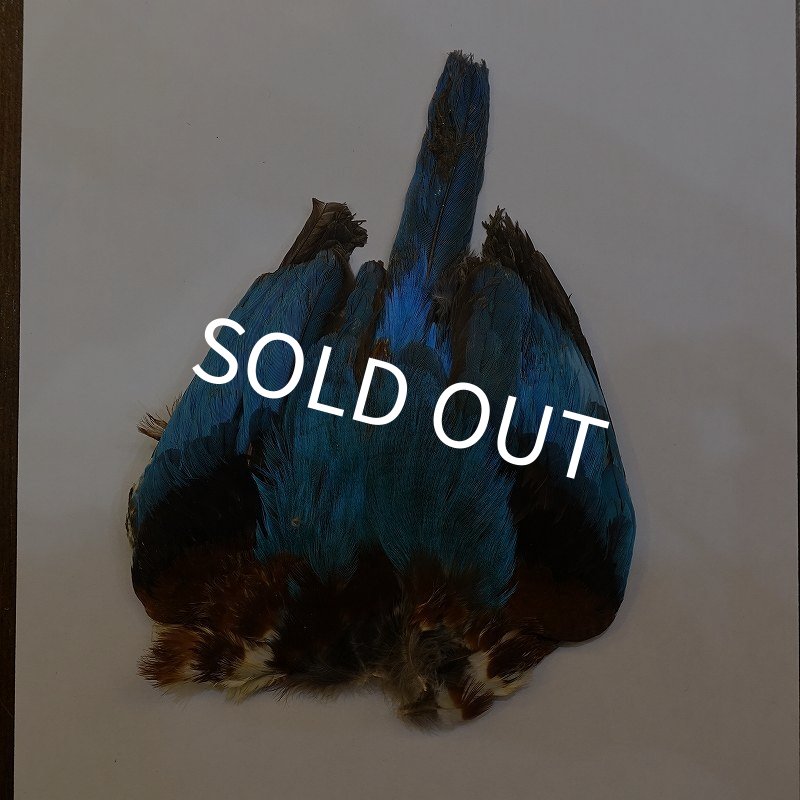 画像1: 【ANGLE】キングフィッシャー コンプリート (1)