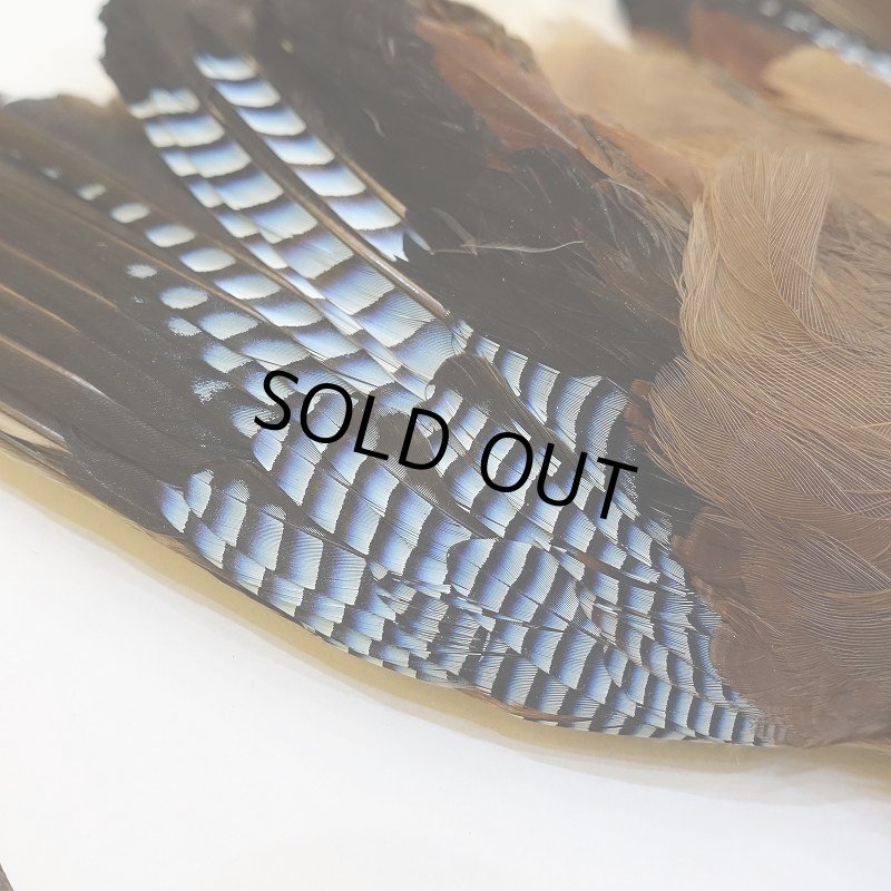 画像3: 【ANGLE】ブルージェイ コンプリート (3)