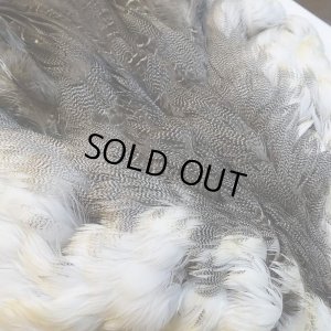 画像4: 【CANAL】ピンテール・コンプリート No.3