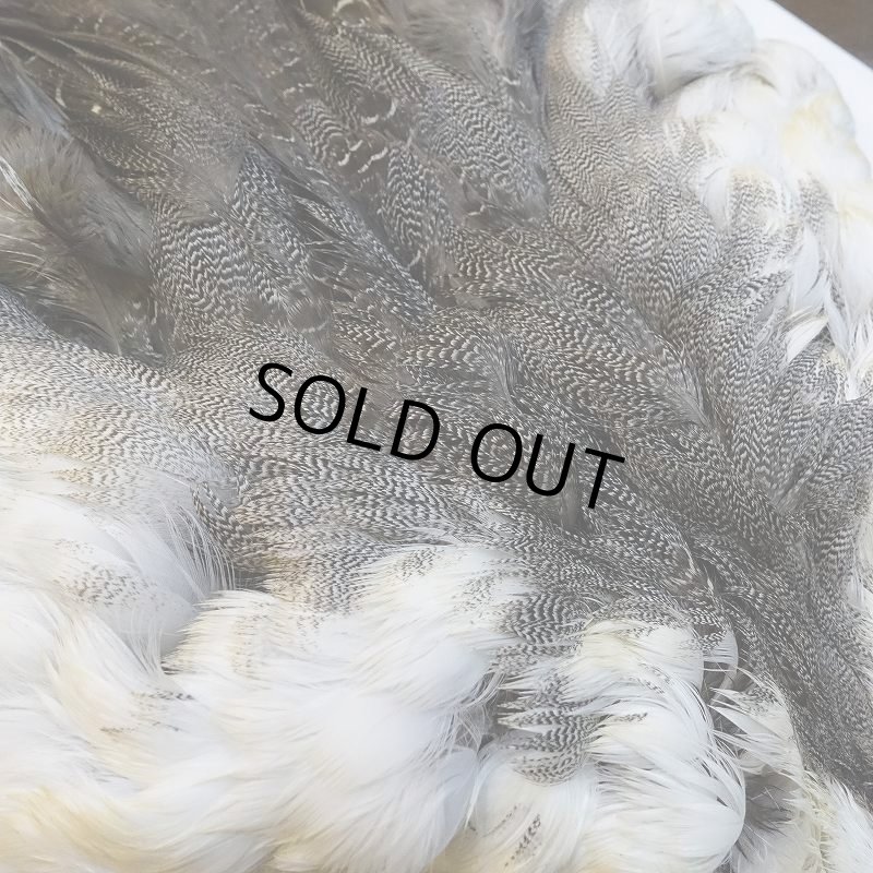 画像4: 【CANAL】ピンテール・コンプリート No.3 (4)