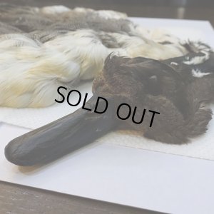 画像3: 【CANAL】ピンテール・コンプリート No.3