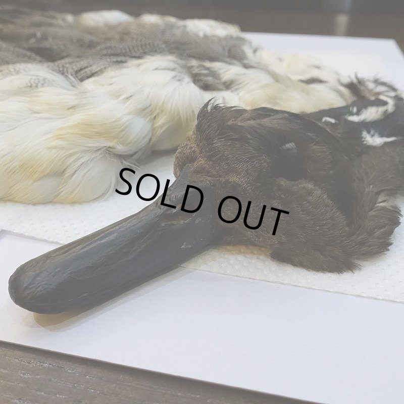 画像3: 【CANAL】ピンテール・コンプリート No.3 (3)