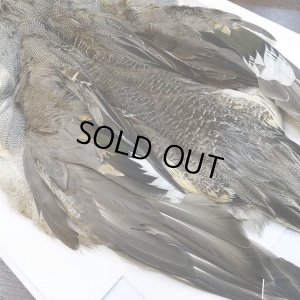 画像6: 【CANAL】ピンテール・コンプリート No.3