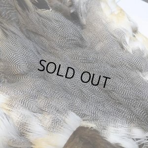 画像4: 【CANAL】ピンテール・コンプリート No.2