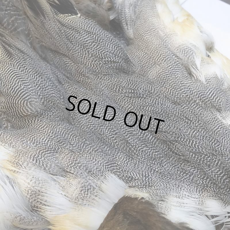 画像4: 【CANAL】ピンテール・コンプリート No.2 (4)