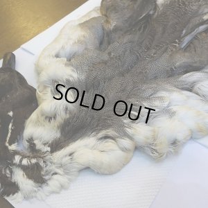 画像2: 【CANAL】ピンテール・コンプリート No.3