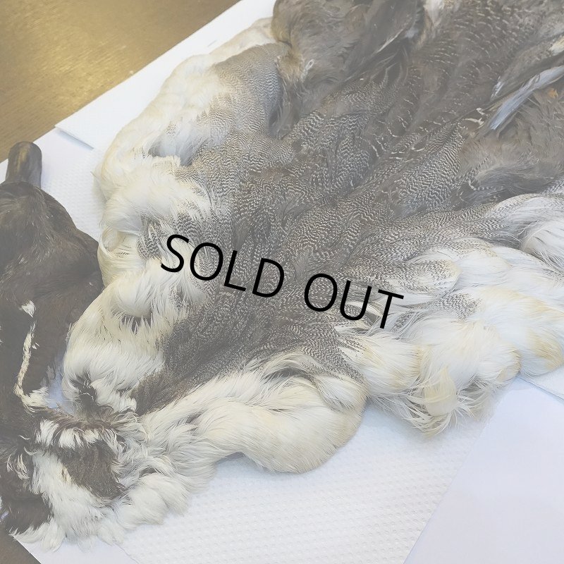 画像2: 【CANAL】ピンテール・コンプリート No.3 (2)