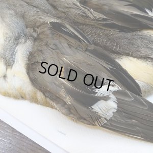 画像6: 【CANAL】ピンテール・コンプリート No.2