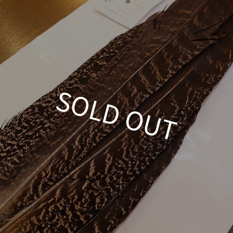 画像3: 【CANAL】PEAHEN TAIL (3)