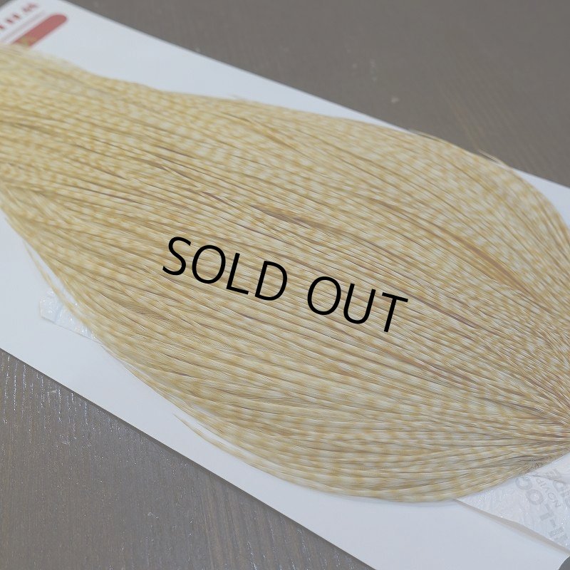 画像3: 【Whiting】ROOSTER CAPE Bronze Grade - BARRED MED GINGER No.1 (3)