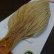 画像2: 【WHITING】ROOSTER Cape Pro Grade - Barred Medium Ginger No.1 (2)