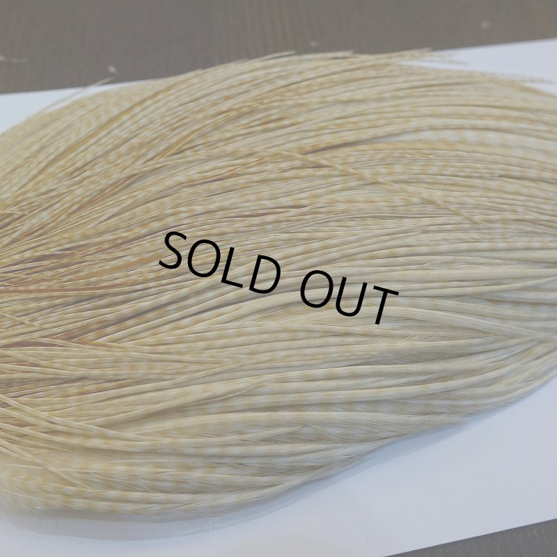 画像4: 【WHITING】ROOSTER Cape Pro Grade - Barred Medium Ginger No.1 (4)