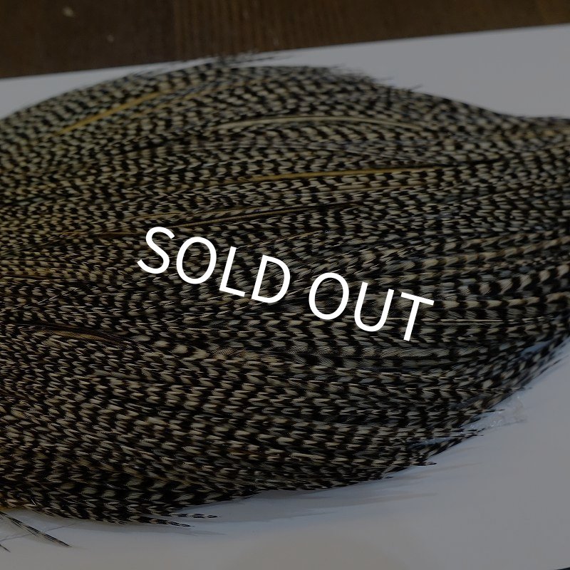 画像4: 【WHITING】ROOSTER Cape Pro Grade - Grizzly Variant No.2 (4)