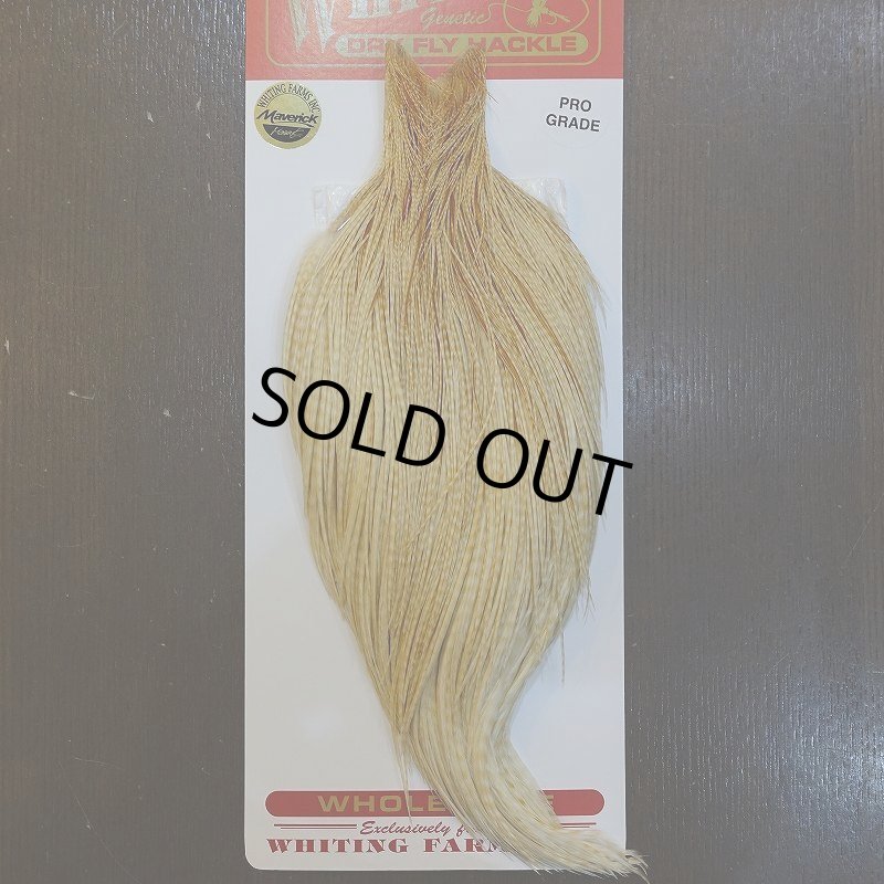 画像1: 【WHITING】ROOSTER Cape Pro Grade - Barred Medium Ginger No.1 (1)