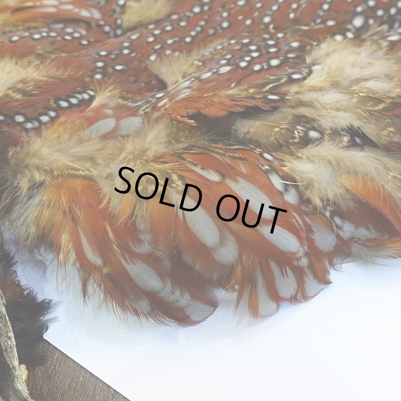 画像3: 【CANAL】Temminck's Tragopan コンプリート (3)