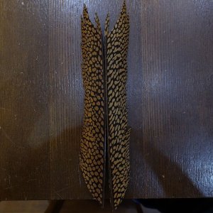 画像1: 【ANGLE】Golden Pheasant Tail Sサイズ