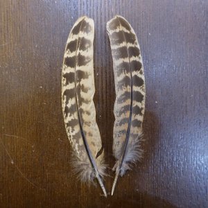 画像1: 【ANGLE】HEN PHEASANT QUILL 1ペア (ヘンフェザントクイル)