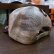 画像2: 【SIMMS】TROUT ICON TRUCKER - MAHOGANY (2)