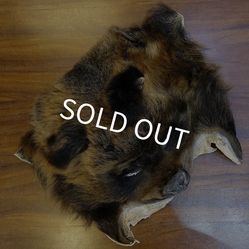 画像1: 【D】HIGUMA MASK（ヒグマ） (1)