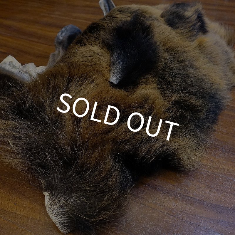 画像4: 【D】HIGUMA MASK（ヒグマ） (4)