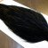 画像4: 【Whiting】ROOSTER CAPE Bronze Grade - DYED BLACK No.5 (4)