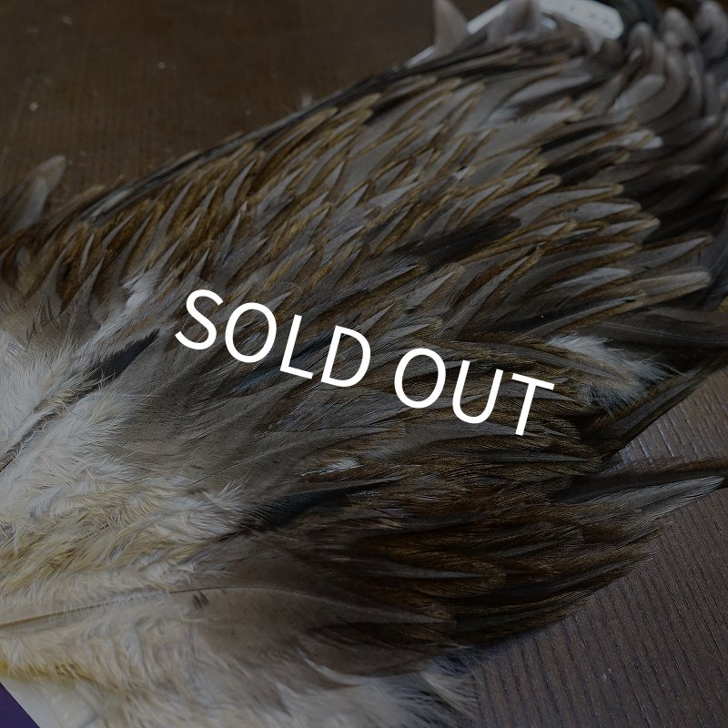 画像3: 【WHITING】AMERICAN SADDLE NA DARK DUN No.2 (3)