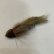 画像4: 【Aqua Flies】Slugo Sculpin #6 (4)