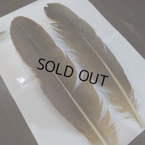 画像2: 【CANAL】Kori Bustard XL(スペックルドバスタード) No.2