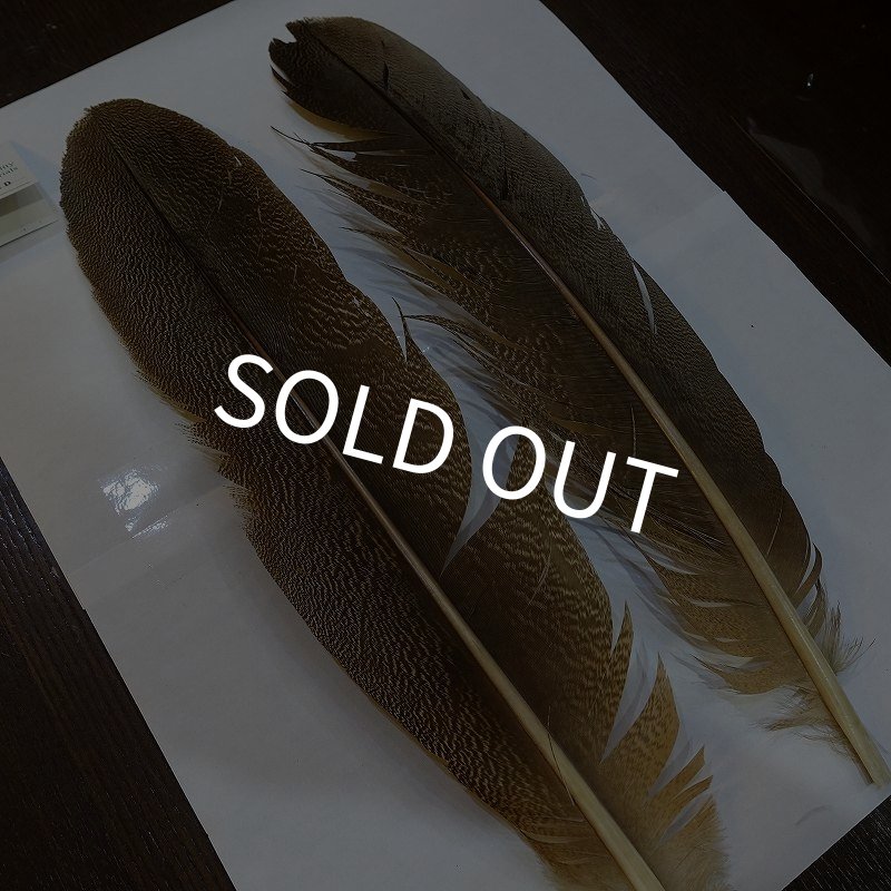 画像2: 【CANAL】Kori Bustard XL(スペックルドバスタード) No.2 (2)