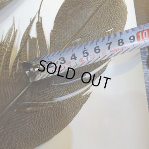 画像6: 【CANAL】Kori Bustard XL(スペックルドバスタード) No.2