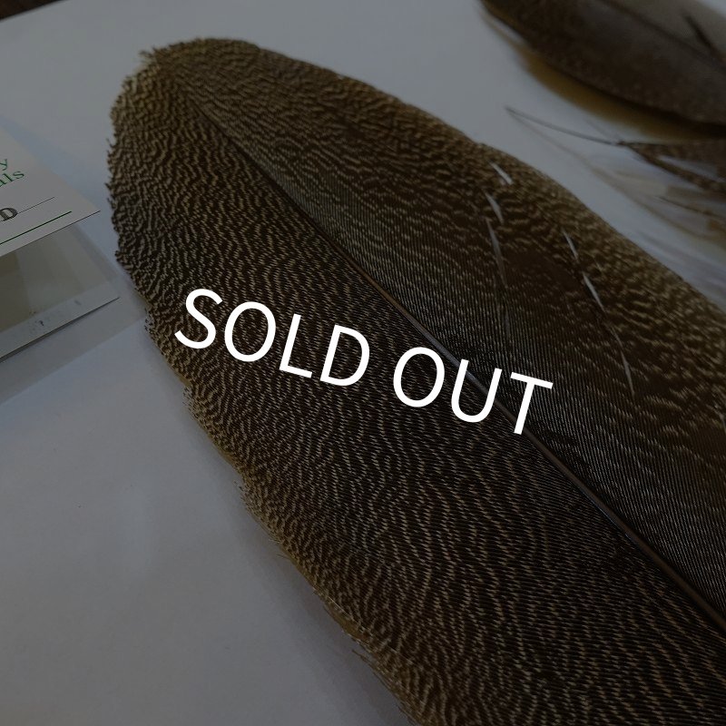 画像4: 【CANAL】Kori Bustard XL(スペックルドバスタード) No.2 (4)