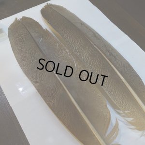 画像2: 【CANAL】Kori Bustard XL(スペックルドバスタード) No.1