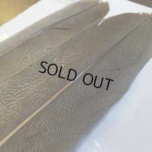 画像4: 【CANAL】Kori Bustard XL(スペックルドバスタード) No.1