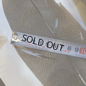 画像6: 【CANAL】Kori Bustard XL(スペックルドバスタード) No.1