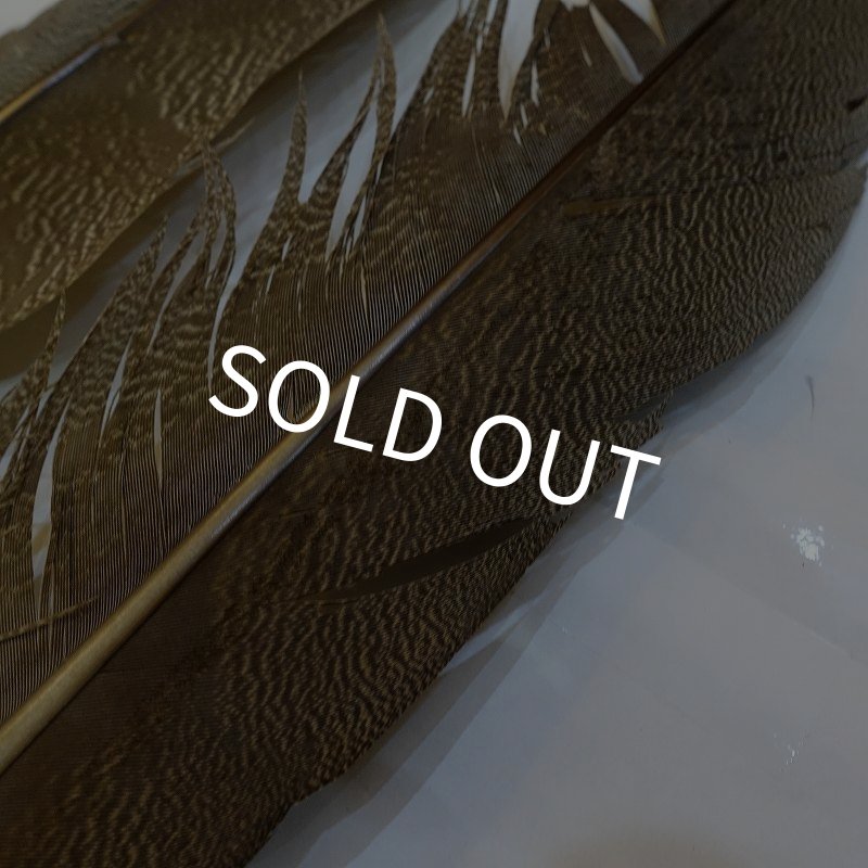 画像5: 【CANAL】Kori Bustard XL(スペックルドバスタード) No.2 (5)