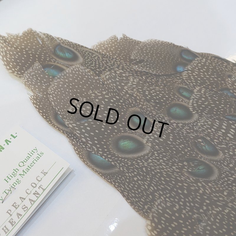 画像5: 【CANAL】GREY PEACOCK PHEATHER(グレイピーコック) (5)