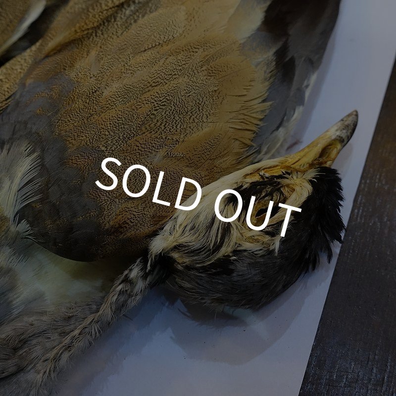 画像2: 【CANAL】LITTLE BUSTARD コンプリート (2)