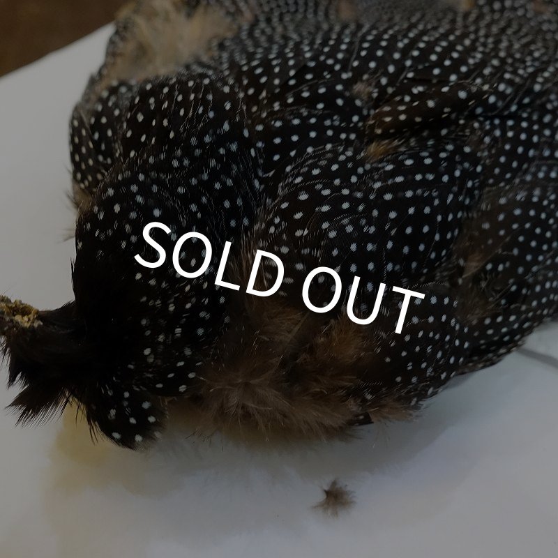 画像3: 【CANAL】Crested GUIDEA ボディ (3)