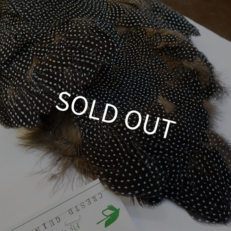 画像5: 【CANAL】Crested GUIDEA ボディ (5)