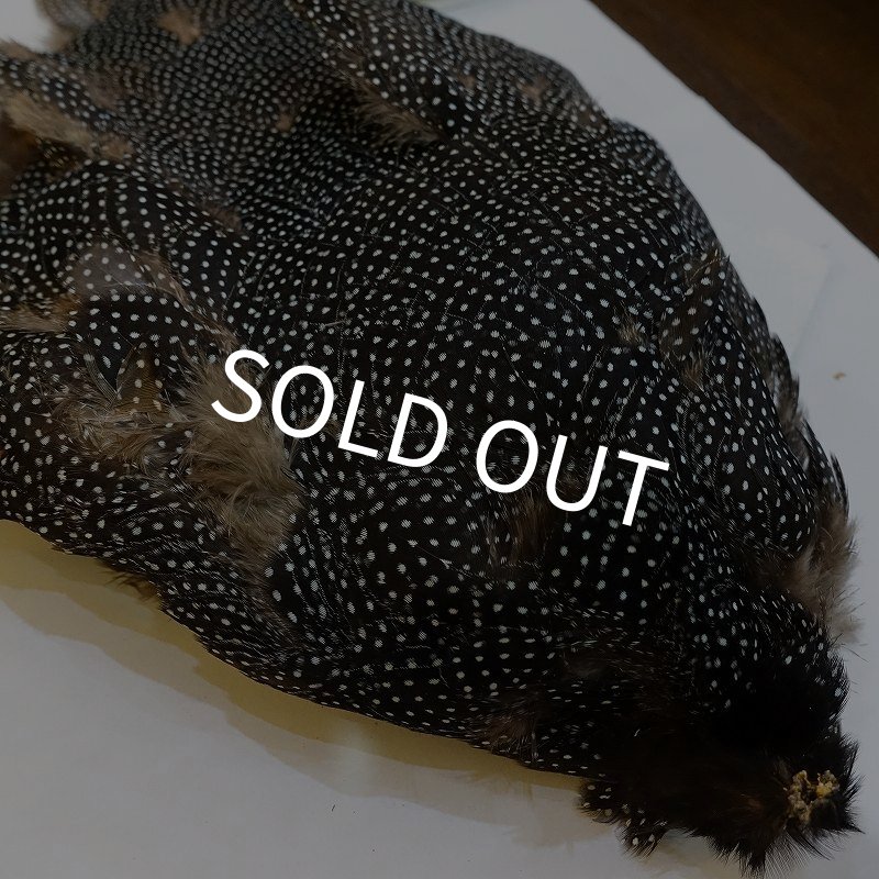 画像2: 【CANAL】Crested GUIDEA ボディ (2)