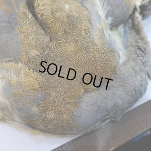 画像3: 【CANAL】LITTLE BUSTARD コンプリート