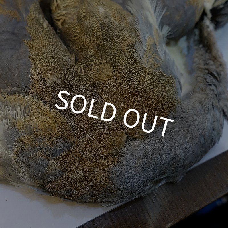 画像3: 【CANAL】LITTLE BUSTARD コンプリート (3)