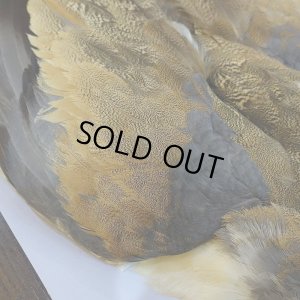 画像4: 【CANAL】LITTLE BUSTARD コンプリート