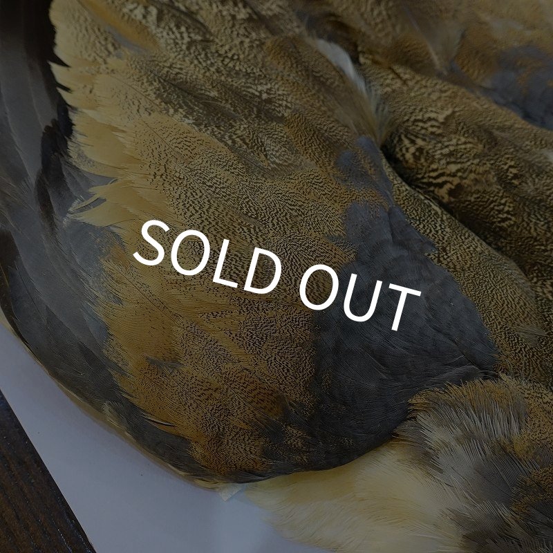 画像4: 【CANAL】LITTLE BUSTARD コンプリート (4)