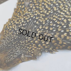 画像3: 【CANAL】ジャングルコック No.5